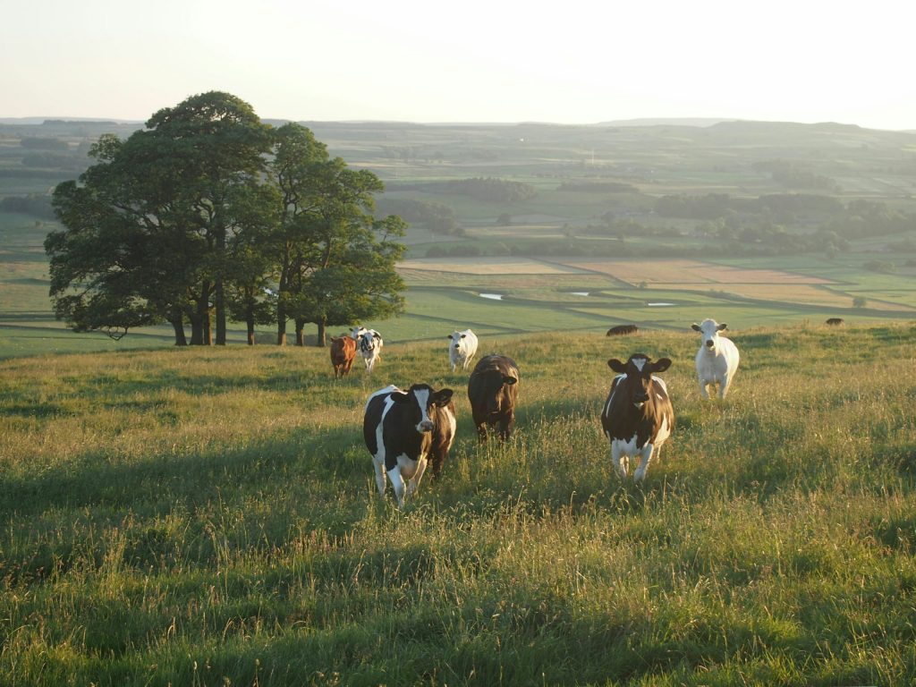 Cows grazing in a sunlit Yorkshire field with rolling countryside and trees in the background.