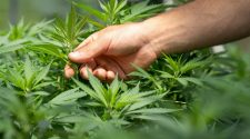 Medical Marijuana